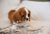 Additional photos: Puppies Cavalier King Charles Spaniel