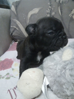 Photo №3. I will sell puppies of the French bulldog. Russian Federation