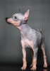 Additional photos: American Hairless Terrier puppies