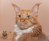 Photo №2 to announcement № 7603 for the sale of maine coon - buy in Russian Federation private announcement, from nursery, breeder