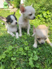 Additional photos: Chihuahua puppies extra mini