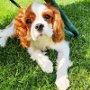 Photo №1. cavalier king charles spaniel - for sale in the city of Budapest | 454$ | Announcement № 100283