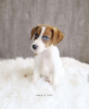 Photo №3. Jack Russel. Germany
