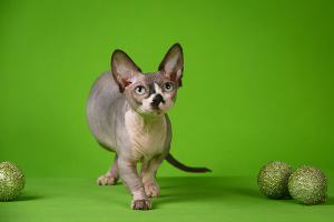 Photo №1. sphynx-katze - for sale in the city of Moscow | Negotiated | Announcement № 2084