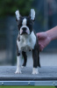 Photo №4. I will sell boston terrier in the city of Belgrade. breeder - price - negotiated