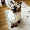 Additional photos: Siamese cat