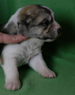 Photo №4. I will sell central asian shepherd dog in the city of Krasnoyarsk. breeder - price - 268$