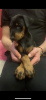 Additional photos: Purebred Doberman puppies for sale 1.5 months.