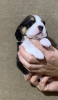 Photo №2 to announcement № 13125 for the sale of beagle - buy in Russian Federation from nursery