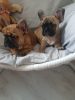 Additional photos: Pedigree French Bulldog puppies available now for sale