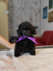 Photo №1. poodle (toy) - for sale in the city of Belgrade | 1585$ | Announcement № 84473