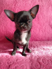 Photo №2 to announcement № 90468 for the sale of chihuahua - buy in Belarus breeder