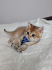 Photo №3. Scottish golden kitten. Poland