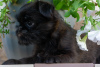 Photo №2 to announcement № 12085 for the sale of belgian griffon - buy in Russian Federation private announcement