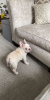 Photo №2 to announcement № 81171 for the sale of french bulldog - buy in Germany private announcement