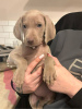 Photo №2 to announcement № 103545 for the sale of weimaraner - buy in Germany private announcement