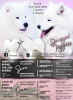 Photo №1. samoyed dog - for sale in the city of Kraljevo | negotiated | Announcement № 114853