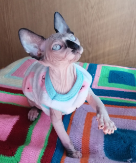 Photo №2 to announcement № 6923 for the sale of sphynx-katze - buy in Russian Federation from nursery