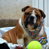 Photo №1. english bulldog - for sale in the city of Belgrade | negotiated | Announcement № 99084