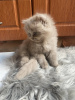 Photo №4. I will sell british longhair in the city of Штутгарт. breeder - price - 317$