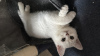 Photo №4. I will sell british shorthair in the city of Berlin. breeder - price - 528$