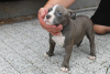 Additional photos: American Bully Pocket ABKC GrChampions