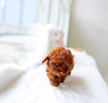 Photo №1. poodle (toy) - for sale in the city of Helsinki | 475$ | Announcement № 120139