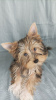 Additional photos: Yorkie with blue eyes
