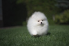 Photo №2 to announcement № 118233 for the sale of pomeranian - buy in Germany private announcement