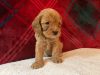 Photo №2 to announcement № 117853 for the sale of non-pedigree dogs - buy in Germany private announcement