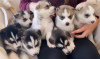 Photo №1. siberian husky - for sale in the city of Vilnius | 370$ | Announcement № 36110