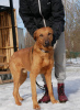 Photo №2 to announcement № 40319 for the sale of non-pedigree dogs - buy in Russian Federation private announcement