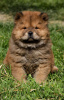 Photo №3. Chow Chow. Serbia