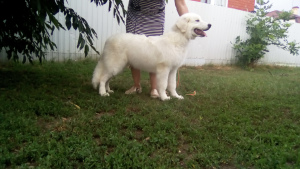 Photo №2 to announcement № 7055 for the sale of  - buy in Russian Federation breeder