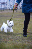 Photo №4. I will sell west highland white terrier in the city of Bialystok. private announcement - price - 728$