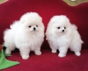 Photo №1. pomeranian - for sale in the city of Paris | Is free | Announcement № 76022