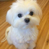 Additional photos: KC REGISTERED pedigree Maltese Puppy