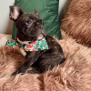 Photo №2 to announcement № 120924 for the sale of french bulldog - buy in Australia breeder