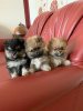 Photo №1. pomeranian - for sale in the city of Дортмунд | negotiated | Announcement № 127425