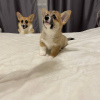 Photo №3. Welsh Corgi 3 months old (titled parents). Poland