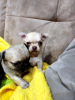 Photo №2 to announcement № 126694 for the sale of chihuahua - buy in Georgia private announcement, breeder