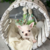 Photo №3. Home raised tea cup chihuahua puppies,. United States