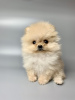 Additional photos: Pomeranian Spitz puppies.