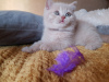 Photo №1. british shorthair - for sale in the city of Berlin | 544$ | Announcement № 11523
