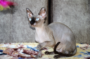Photo №4. I will sell sphynx-katze in the city of Kemerovo. from nursery - price - Negotiated