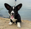 Photo №2 to announcement № 11011 for the sale of welsh corgi - buy in Ukraine private announcement, from nursery, breeder