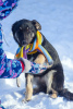 Photo №3. Beauty dog Kora in good hands. Russian Federation