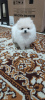 Photo №1. pomeranian - for sale in the city of Leipzig | 380$ | Announcement № 127348