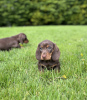 Photo №1. dachshund - for sale in the city of Франкфурт-на-Майне | 317$ | Announcement № 100216