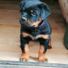 Photo №4. I will sell rottweiler in the city of Stavropol. breeder - price - 473$